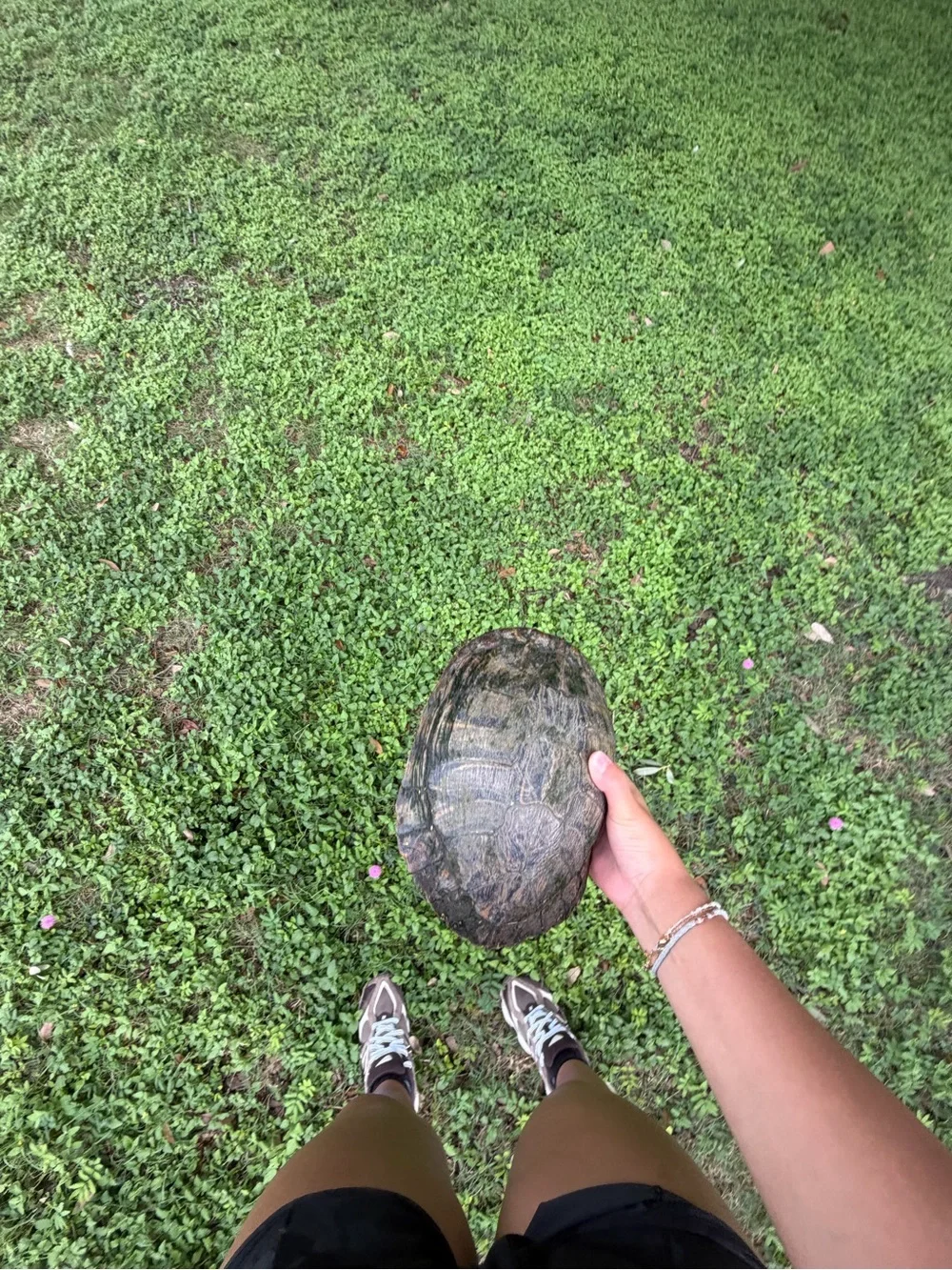 Wildlife Pet Turtle - Natural Brown and Yellow Shell